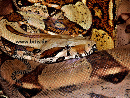 Rotschwanzboa - Boa consrictor constrictor