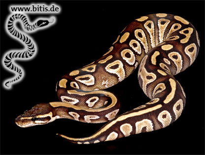 Königspython - Python regius - Mojave