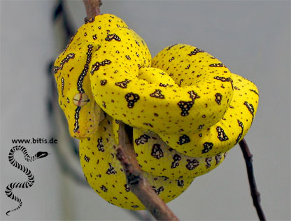 Grüner Baumpython - Morelia viridis - SORONG