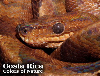 COSTA RICA - Colors of Nature
