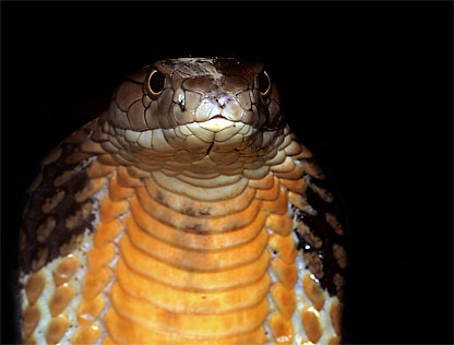 Naja philippensis - Philippinen Kobra