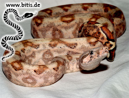 Hog Island Boa - Boa consrictor imperator