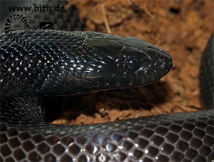 Lampropeltis getula nigrita