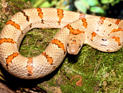 Lampropeltis pyromelana pyromelana - Hemipenis