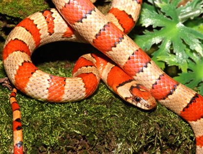 Lampropeltis pyromelana pyromelana - Hemipenis