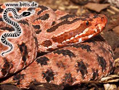 Vipera kaznakovi