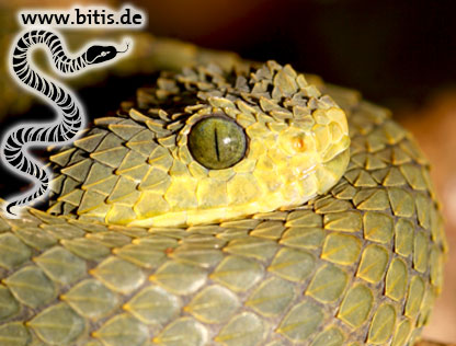 Blattgrüne Buschviper | Atheris squaminger