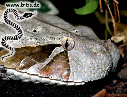 Gabunviper - Bitis gabonica