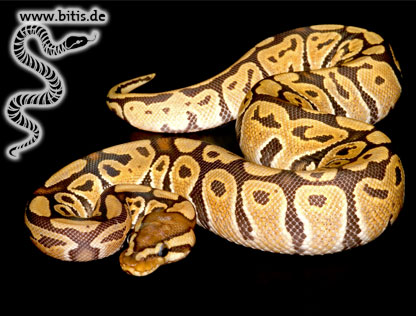 Königspython - Python regius - Ghost