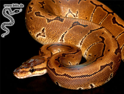 Königspython - Python regius - Pinstripe