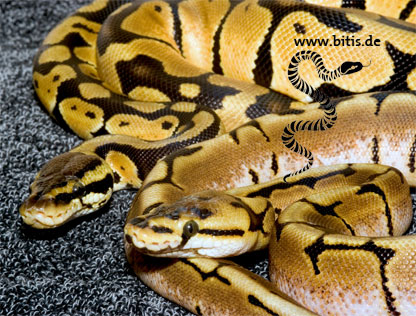 Königspython - Python regius - Pastel Spider